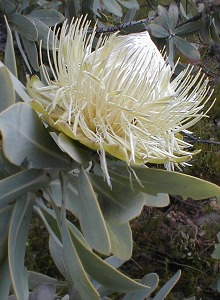 Wagon Tree - Photo: Nigel Forshaw