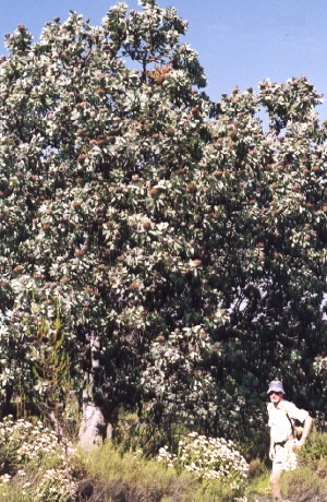 Wagon Tree - Photo: Wendy Paisley