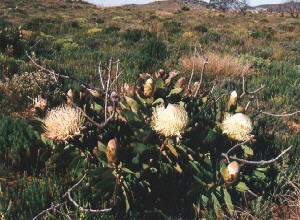 Wagon Tree - Photo: Deryck McCallum