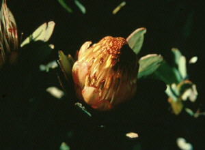 Cloud Sugarbush - Photo: Dave Osborne