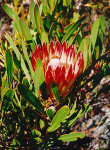 Limestone Sugarbush - Photo: Nigel Forshaw