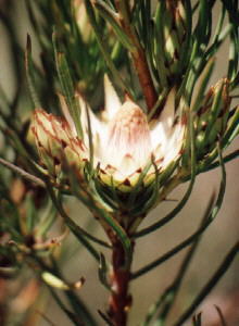 Swartland Sugarbush - Photo: Nigel Forshaw