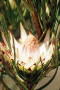 Protea odorata - Photo: Nigel Forshaw