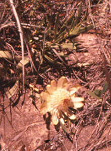 Dainty Sugarbush - Photo: Protea Atlas Collection