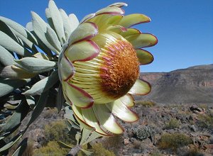 Arid Sugarbush - Photo: Nigel Forshaw