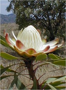 Sickle-leaf Sugarbush - Photo: Nigel Forshaw