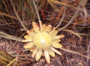 Visgat Sugarbush - Photo: F du Randt