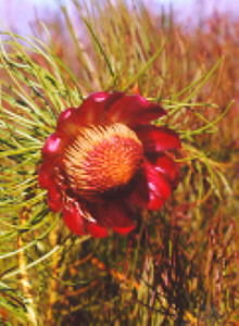 Ceres Sugarbush - Photo: Nigel Forshaw