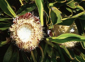 Frosted Sugarbush - Photo: David Osborne