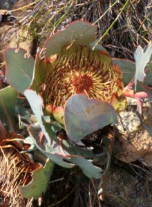 Hidden Sugarbush - Photo: Chris Berens