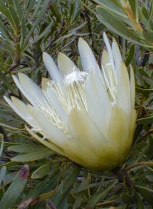 Common Sugarbush - Photo: Nigel Forshaw