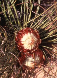 Reed-leaf Sugarbush - Photo: F du Randt