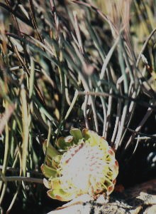 Rolled-Leaf Sugarbush - Photo: Nigel Forshaw