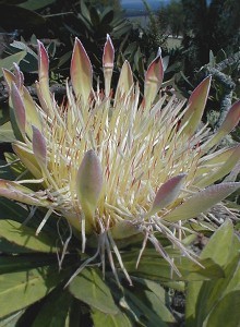 Dwarf Silver Sugarbush - Photo: Nigel Forshaw