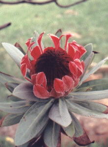 Silver Sugarbush - Photo: NBI Collection