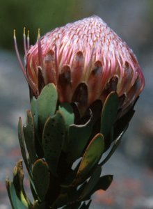 Krantz Sugarbush - Photo: David Osborne