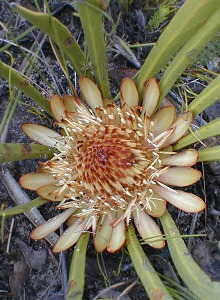 Sandpaper-leaf Sugarbush - Photo: Nigel Forshaw