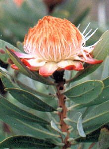 Dwarf Grassland Sugarbush - Photo: T Abbott