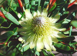 Thistle Sugarbush - Photo: Nigel Forshaw