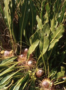 Hart's-Tongue-Fern - Photo: NBI Collection