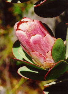 Pink Sugarbush - Photo: Nigel Forshaw