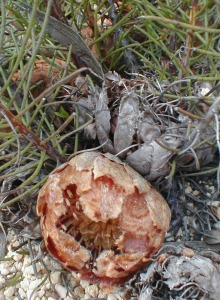 Awl-leaf Sugarbush - Photo: Nigel Forshaw