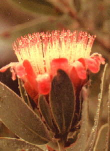 Waterlily Sugarbush - Photo: NBI Collection