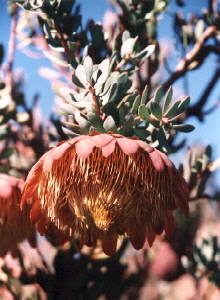 Sulphur Sugarbush - Photo: Nigel Forshaw
