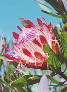 Stink-leaf Sugarbush - Photo: Nigel Forshaw