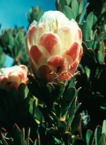 Creeping Beauty - Photo: Bert Bongers