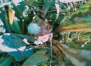 Kouga Sugarbush - Photo: Bert Bongers