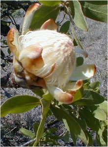 Dwarf Savanna Sugarbush - Photo: Nigel Forshaw