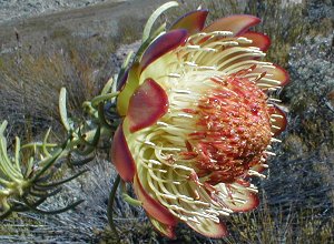 Swan Sugarbush - Photo: Nigel Forshaw