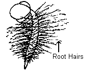 Root Hairs