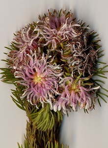 Strawberry Spiderhead - Scanned: Ismail Ebrahim