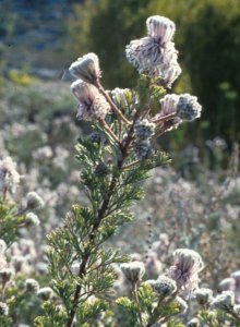 Marshmallow Spiderhead - Photo: Chris Berens