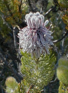 Bottlebrush Spiderhead - Photo: Nigel Forshaw