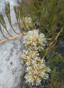 Lost Spiderhead - Photo: Nigel Forshaw