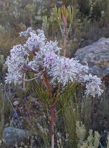 Wavy Spiderhead - Photo: Nigel Forshaw