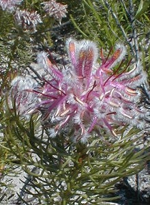 Wynberg Spiderhead - Photo: Nigel Forshaw