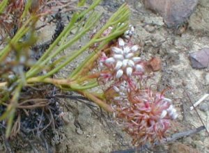 Swan Spiderhead - Photo: Nigel Forshaw