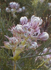 Sandveld Spiderhead - Photo: Nigel Forshaw