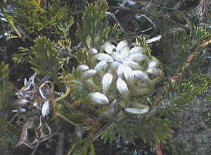 Spiderhead - Photo: Nigel Forshaw