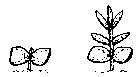 Seed Leaves