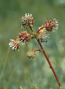 Long-stalked Spiderhead - Photo: Lynnette Lotz