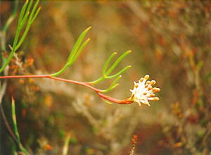 Houhoek Spiderhead - Photo: Nigel Forshaw