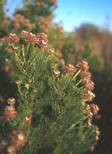 Northern Spiderhead - Photo: Nick Helme