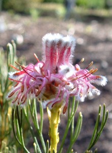 Kraaifontein Spiderhead - Photo: Ismail Ebrahim