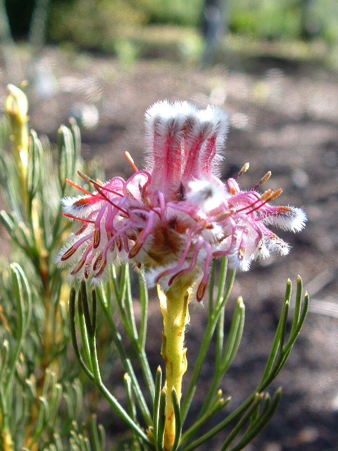 Serruria furcellata - Photo: Ismail Ebrahim