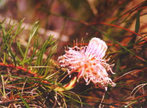 Graceful Spiderhead - Photo: Nigel Forshaw